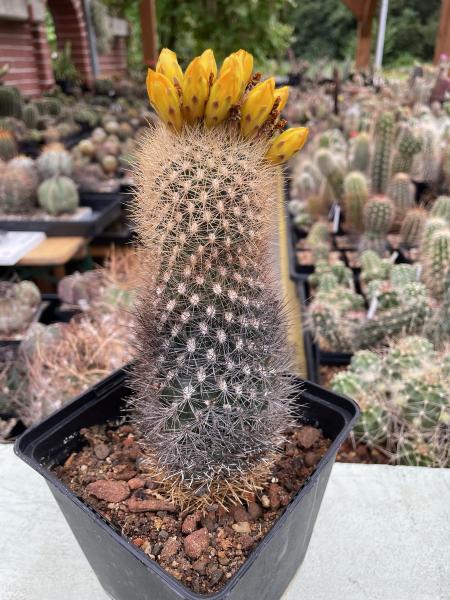 Weingartia spec.
